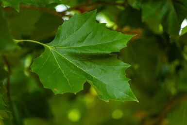 Platanus x hispanica mehrstämmig 250-300