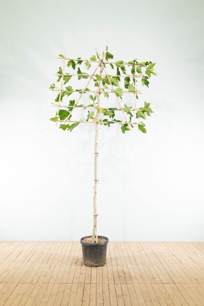 Platanus x hispanica Spalierbaum Platanus x hispanica Spalierbaum