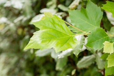 Platanus x hispanica spalierbaum 12/14 190cm Stamm 150b x 120h