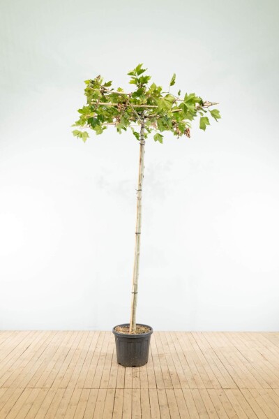 Platanus x hispanica Dachform Platanus x hispanica Dachform