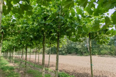 Platanus x hispanica dakvorm 12/14 240cm stam 120x120