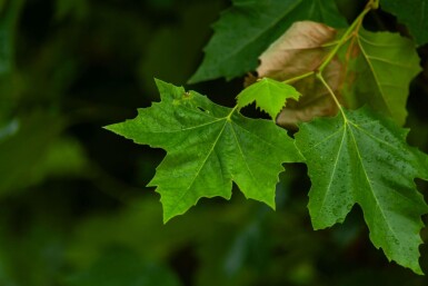 Platanus x hispanica dakvorm 12/14 240cm stam 120x120