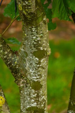 Platanus x hispanica dakvorm 12/14 240cm stam 120x120