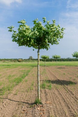 Platanus x hispanica dakvorm 12/14 240cm stam 120x120