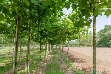 Platanus x hispanica dakvorm 12/14 240cm stam 120x120