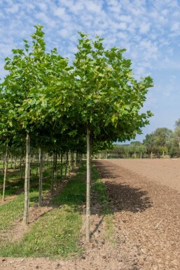 Platanus x hispanica dakvorm 12/14 240cm stam 120x120