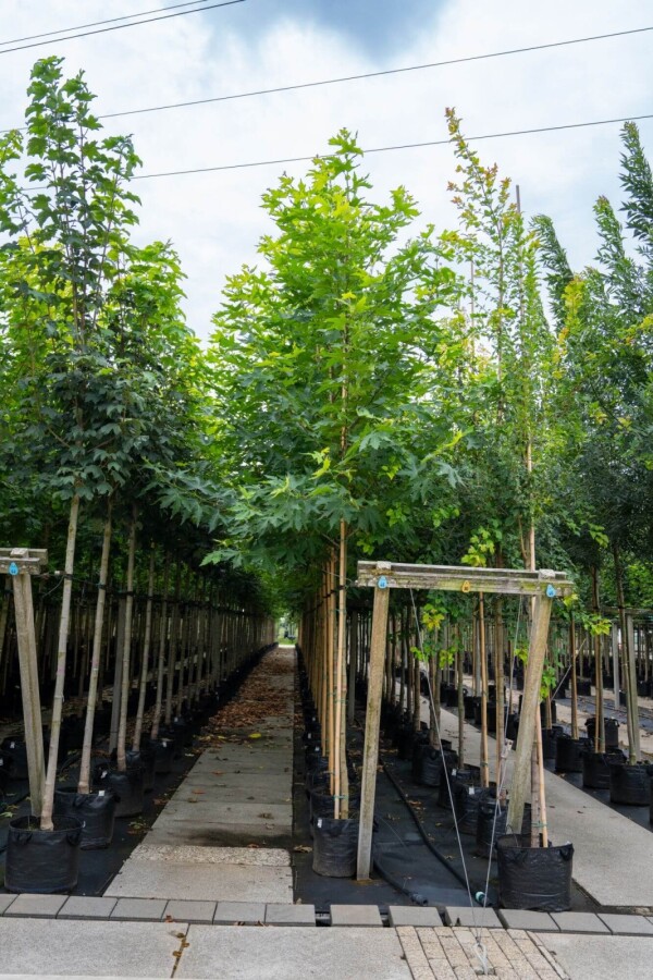 Platanushispanica 'Malburg' Platanus x hispanica 'Malburg'