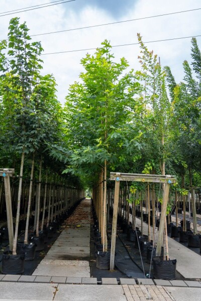 Platanus x hispanica 'Malburg' Platanus x hispanica 'Malburg'