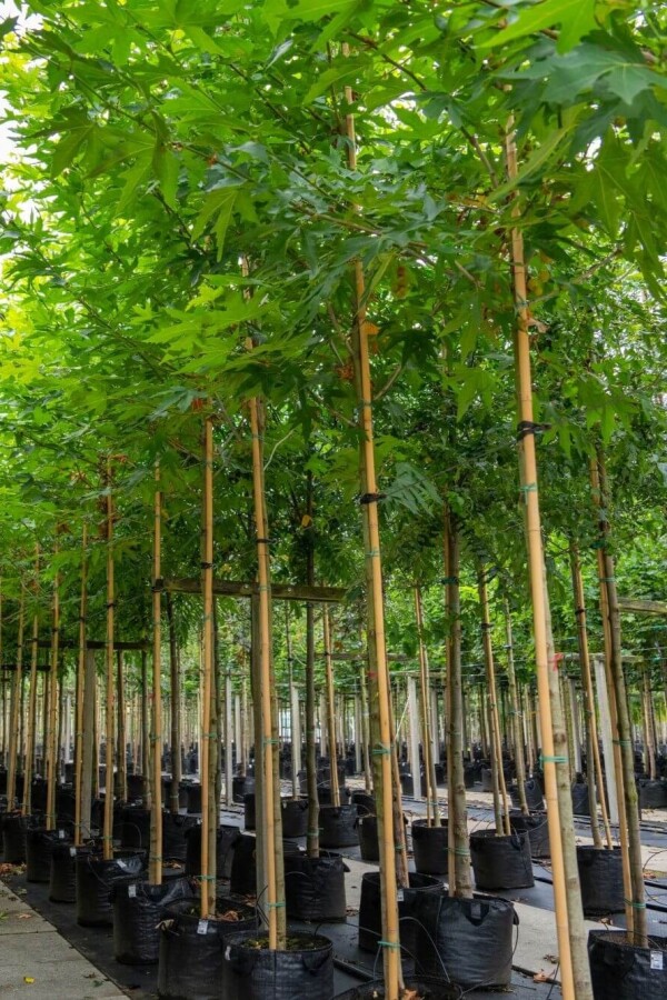 Platanushispanica 'Malburg' HO 14/16 P/K Platanus x hispanica 'Malburg' Hochstamm 14/16