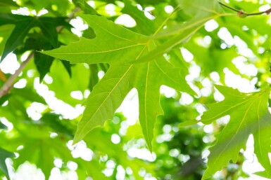 Platanus x hispanica 'Malburg' hochstamm 14/16