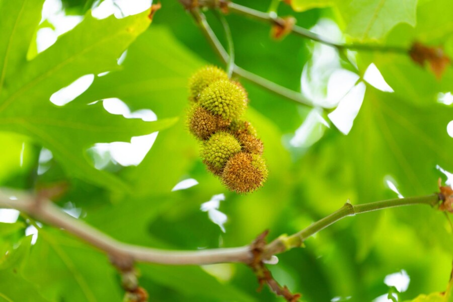 Platanushispanica 'Malburg' HO 14/16 P/K Platanus x hispanica 'Malburg' Hochstamm 14/16