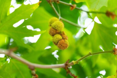 Platanushispanica 'Malburg' HO 14/16 P/K Platanus x hispanica 'Malburg' Hochstamm 14/16