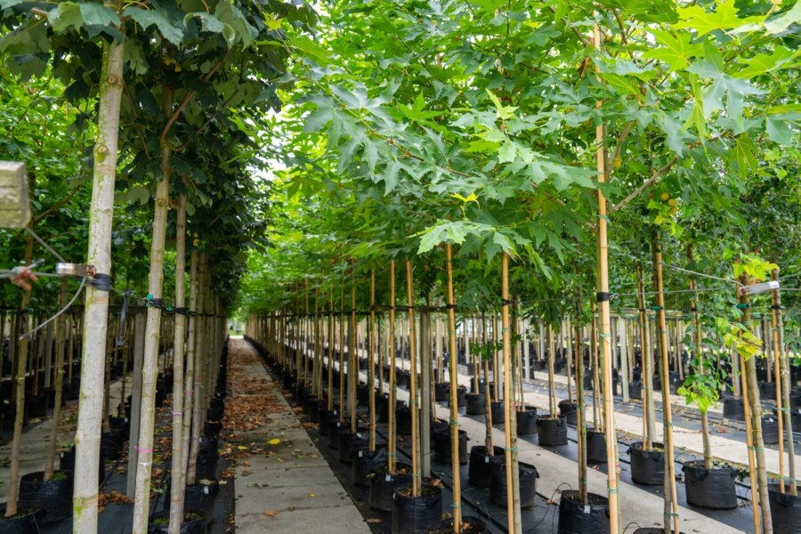 Platanushispanica 'Malburg' HO 14/16 P/K Platanus x hispanica 'Malburg' Hochstamm 14/16