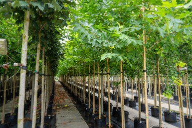 Platanushispanica 'Malburg' HO 14/16 P/K Platanus x hispanica 'Malburg' Hochstamm 14/16