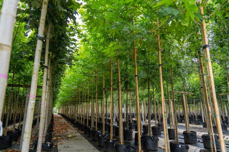 Platanushispanica 'Malburg' HO 14/16 P/K Platanus x hispanica 'Malburg' Hochstamm 14/16