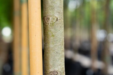 Platanus x hispanica 'Malburg' hochstamm 14/16