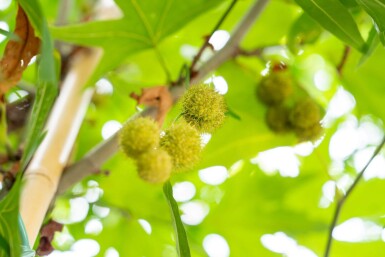 Platanushispanica 'Malburg' HO 14/16 P/K Platanus x hispanica 'Malburg' Hochstamm 14/16