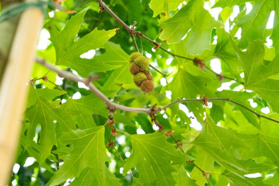 Platanushispanica 'Malburg' HO 14/16 P/K Platanus x hispanica 'Malburg' Hochstamm 14/16