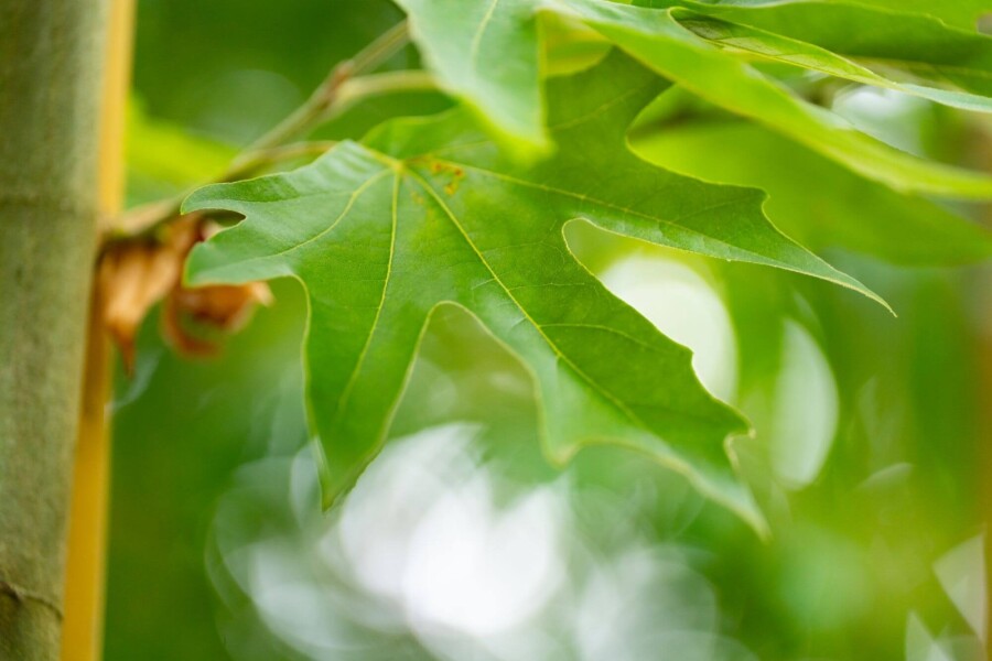 Platanushispanica 'Malburg' HO 14/16 P/K Platanus x hispanica 'Malburg' Hochstamm 14/16