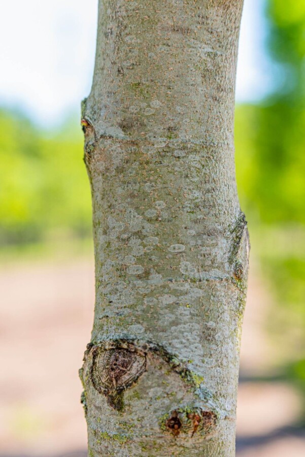 Platanus Minare Platanus orientalis 'Minaret'