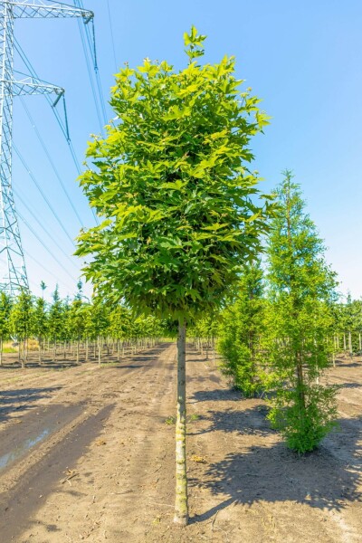 Platanus orientalis 'Minaret' Hochstamm Platanus orientalis 'Minaret' Hochstamm