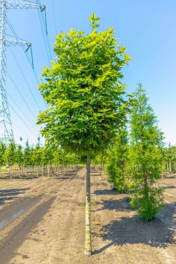 Platanus Minare HO 10/12 P/K Platanus orientalis 'Minaret' Hochstamm 10/12