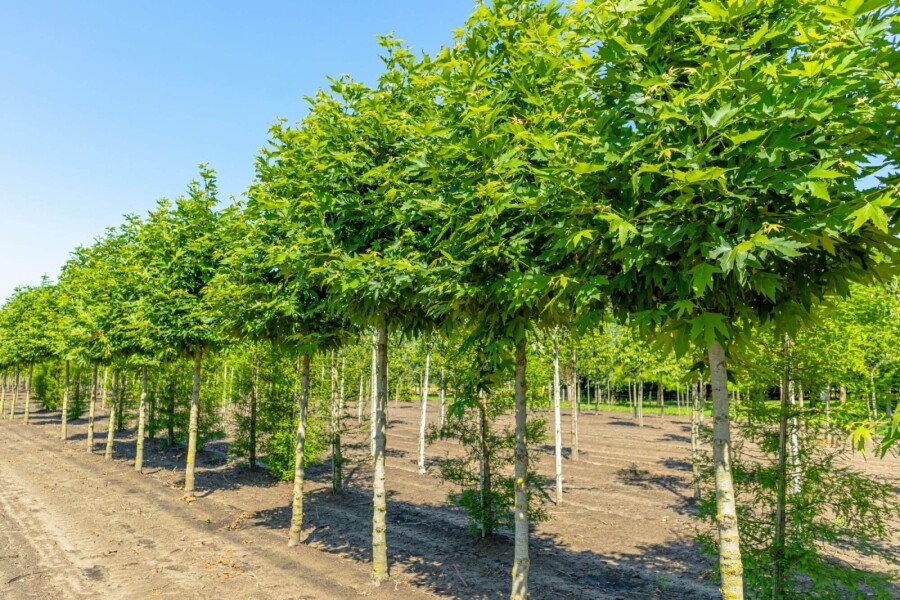 Platanus Minare HO 10/12 P/K Platanus orientalis 'Minaret' Hochstamm 10/12