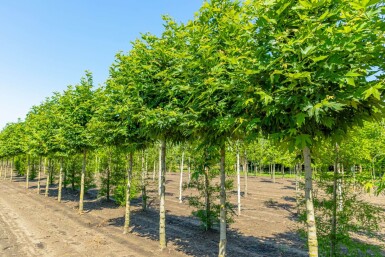 Platanus Minare HO 10/12 P/K Platanus orientalis 'Minaret' Hochstamm 10/12