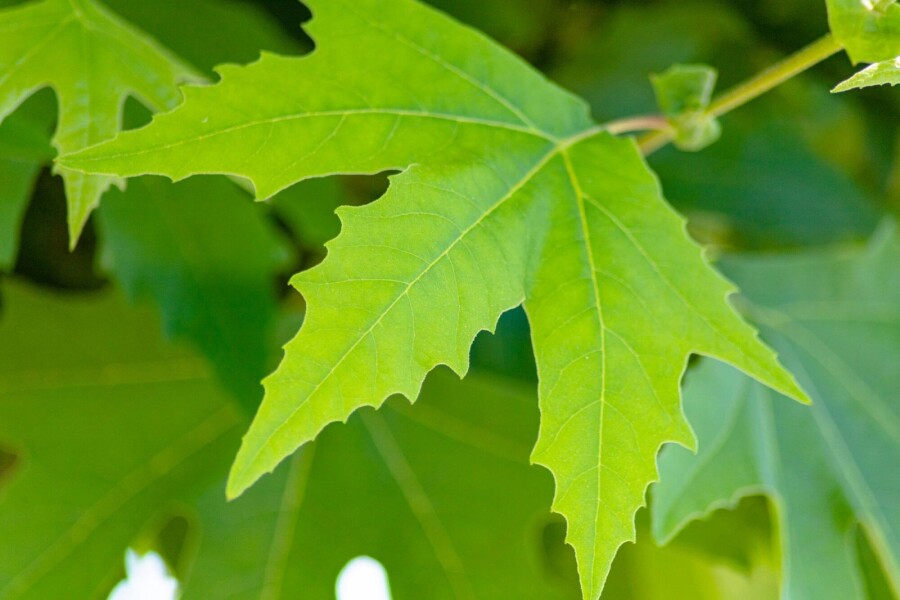 Platanus Minare HO 10/12 P/K Platanus orientalis 'Minaret' Hochstamm 10/12