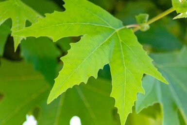 Platanus Minare HO 10/12 P/K Platanus orientalis 'Minaret' Hochstamm 10/12