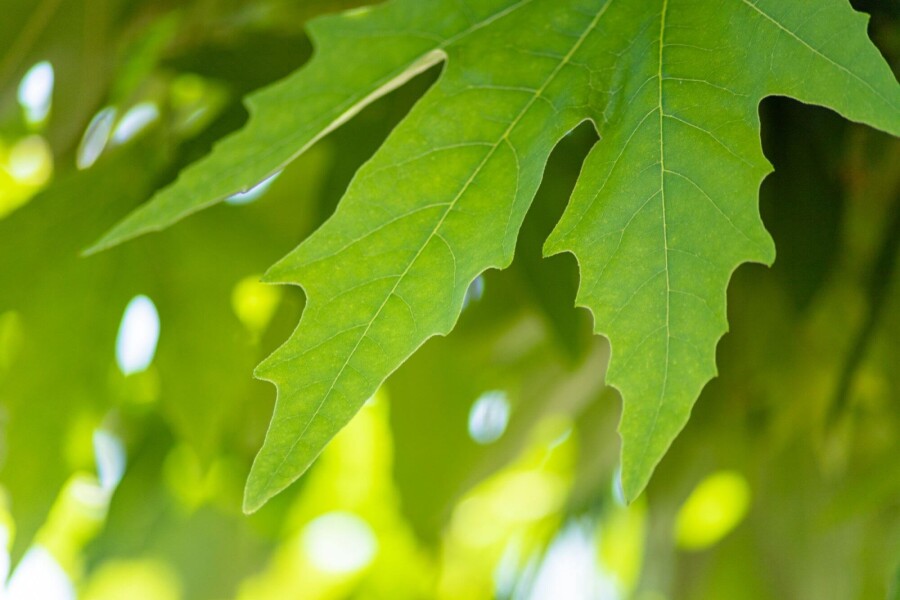 Platanus Minare HO 10/12 P/K Platanus orientalis 'Minaret' Hochstamm 10/12