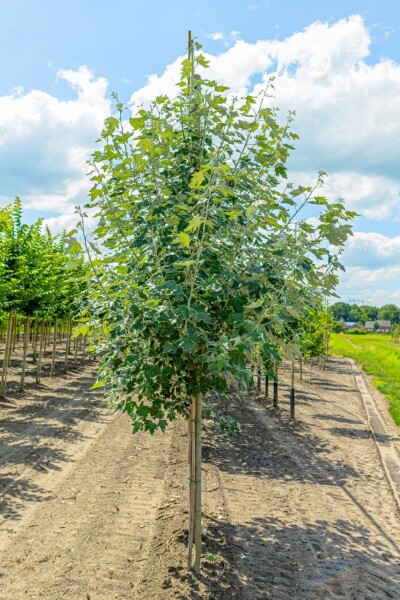 Populus alba Populus alba