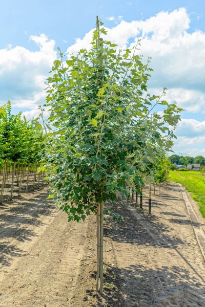 Populus alba hochstamm