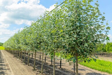 Populus alba hochstamm 10/12