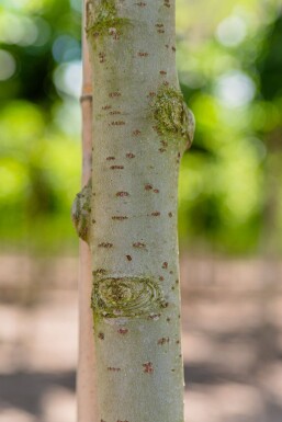 Populus alba hochstamm 10/12