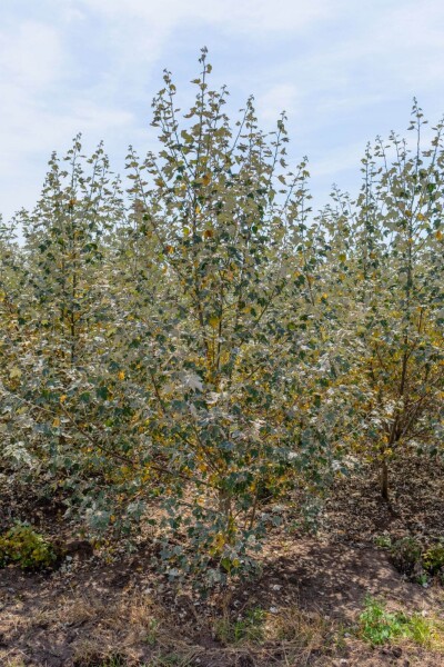 Populus alba meerstammig