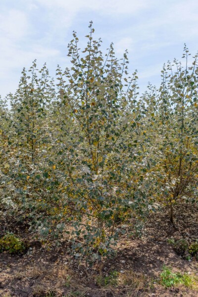 Populus alba Mehrstämmig Populus alba Mehrstämmig
