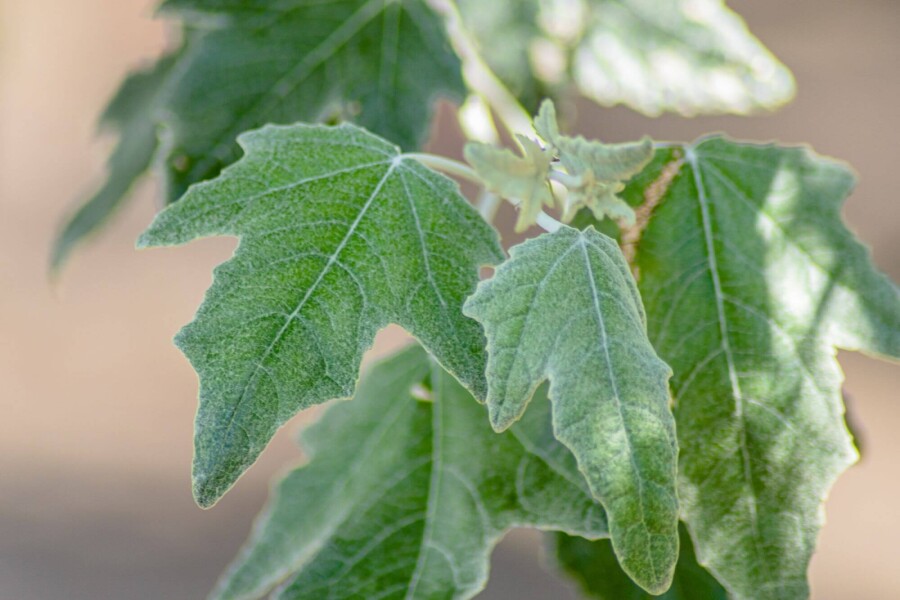 Populus alba ME 200-250 P/K Populus alba Mehrstämmig 200-250