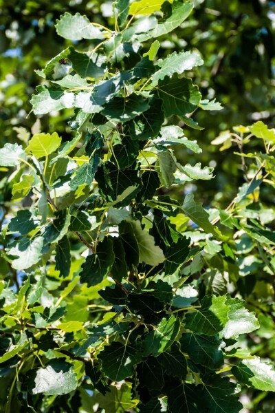 Populus canescens