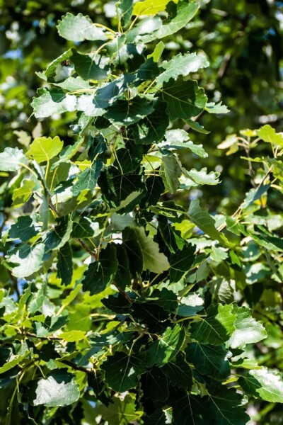 Populus canescens Hochstamm Populus canescens Hochstamm
