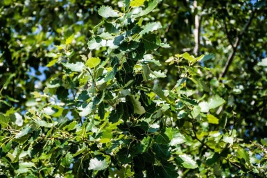 Populus canescens hochstamm 14/16