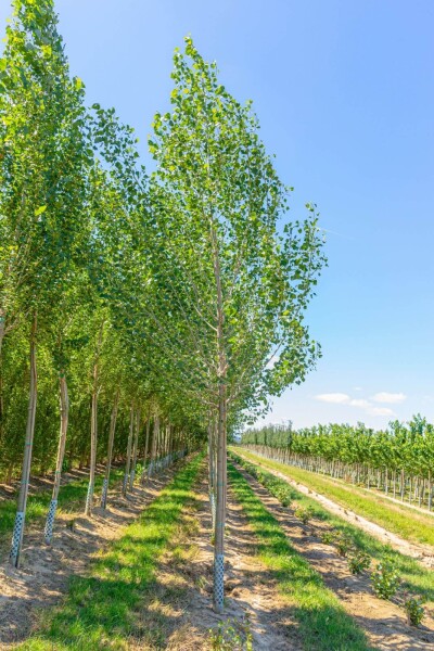 Populus nigra