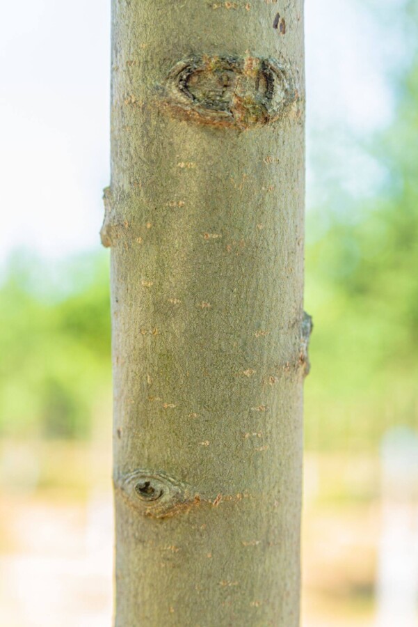 Populus nigra Populus nigra