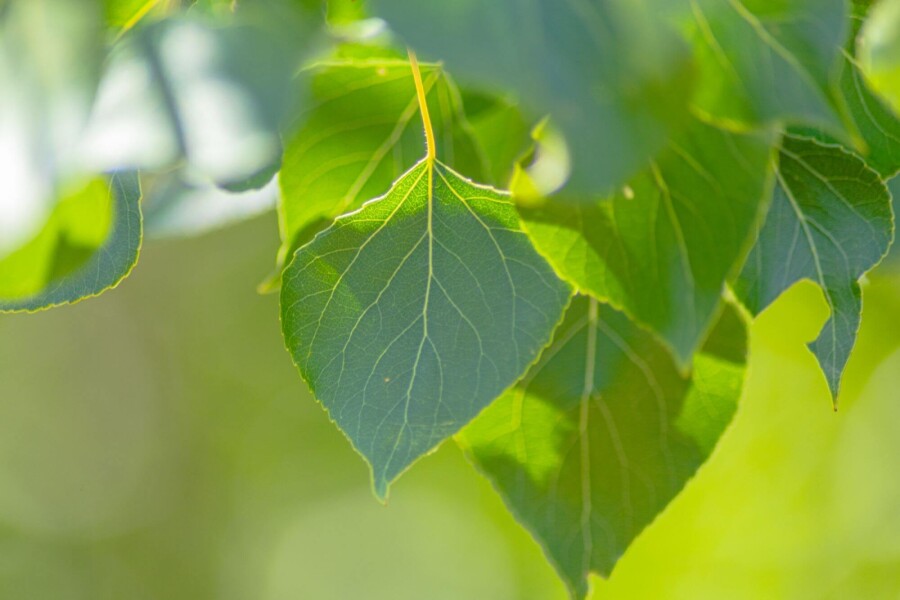 Populus nigra HO 10/12 P/K Populus nigra Hochstamm 10/12