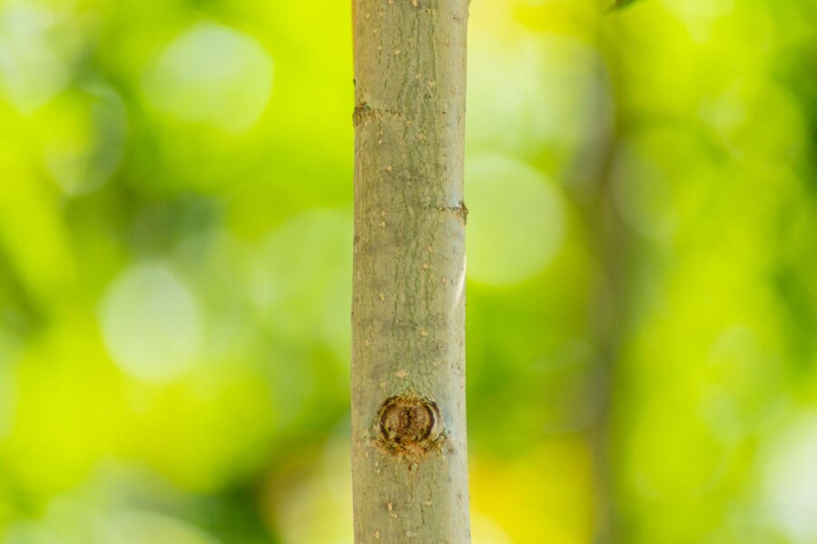 Populus nigra 'Italica' Populus nigra 'Italica'