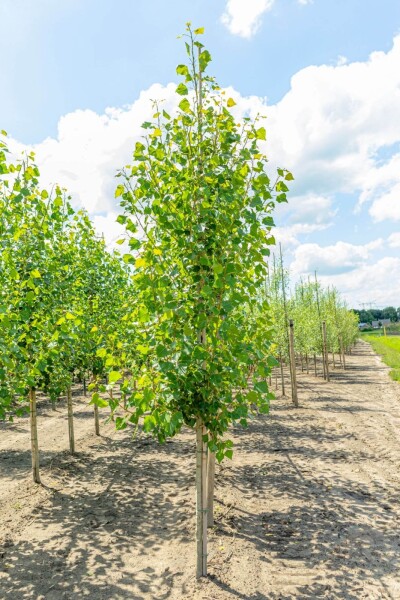 Populus nigra 'Italica' Hochstamm Populus nigra 'Italica' Hochstamm