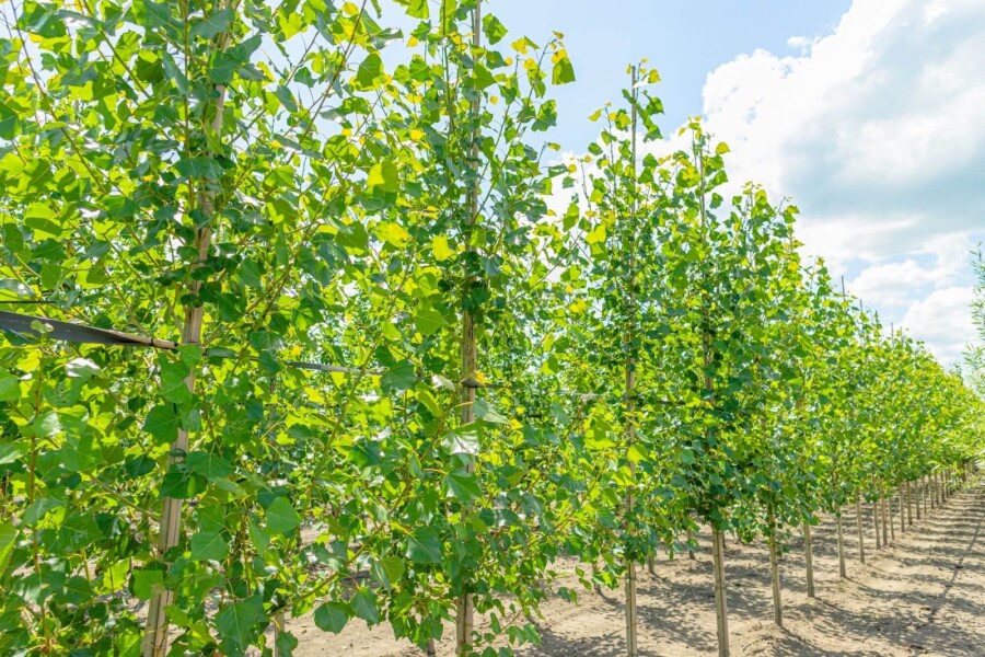 Populus nigra 'Italica' HO 10/12 P/K Populus nigra 'Italica' Hochstamm 10/12