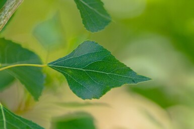 Populus nigra 'Italica' hochstamm 10/12