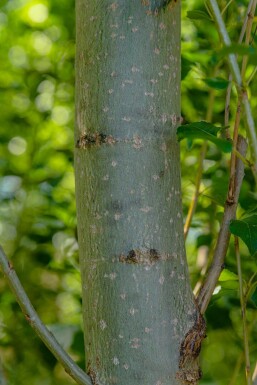 Populus nigra 'Italica' hochstamm 10/12