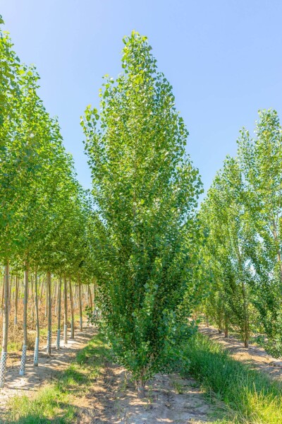 Populus nigra 'Italica' Stammbusch Populus nigra 'Italica' Stammbusch